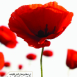 هفتمین سوگواره عاشورایی پوستر هیأت-محمد رازقی-بخش جنبی-پوسترهای عاشورایی