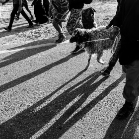 سوگواره پنجم-عکس 135-امیر قیومی-پیاده روی اربعین از نجف تا کربلا