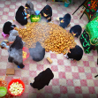  دومین سوگواره عاشورایی عکس هیأت-فرشته ادب جو-بخش اصلی -جلسه هیأت-فضای بیرونی جلسه هیأت